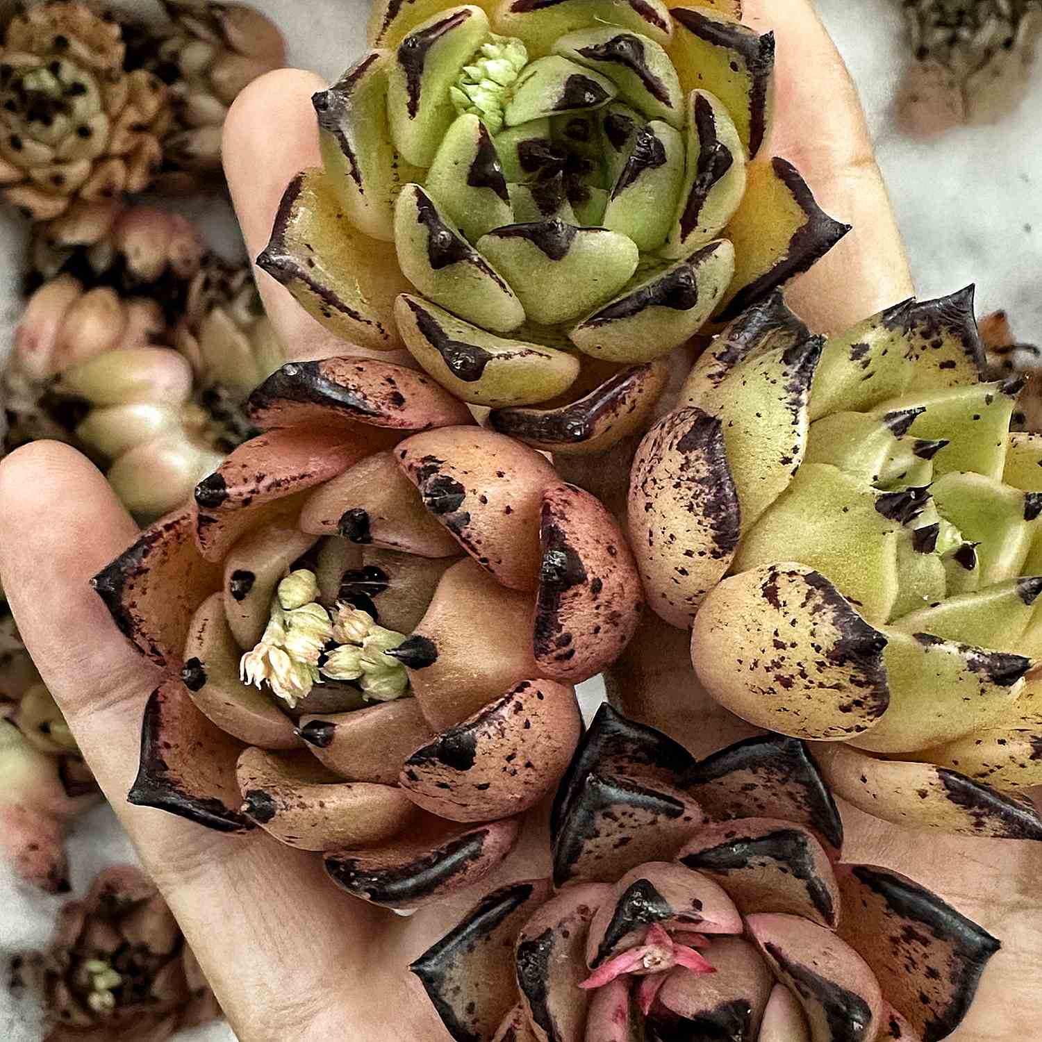 succulent halloween Echeveria Agavoides Halloween