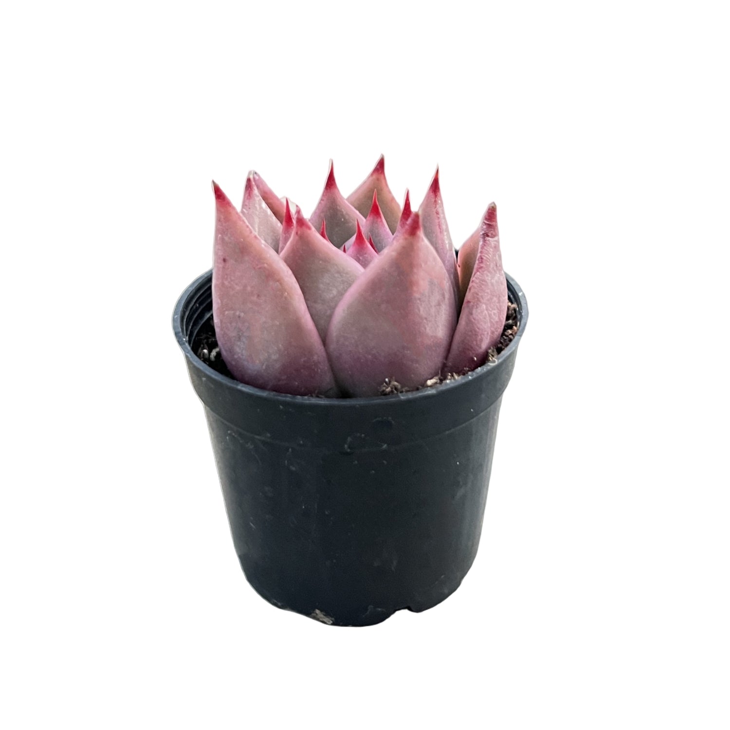jade star plant Echeveria Agavoides 'Jade Star'