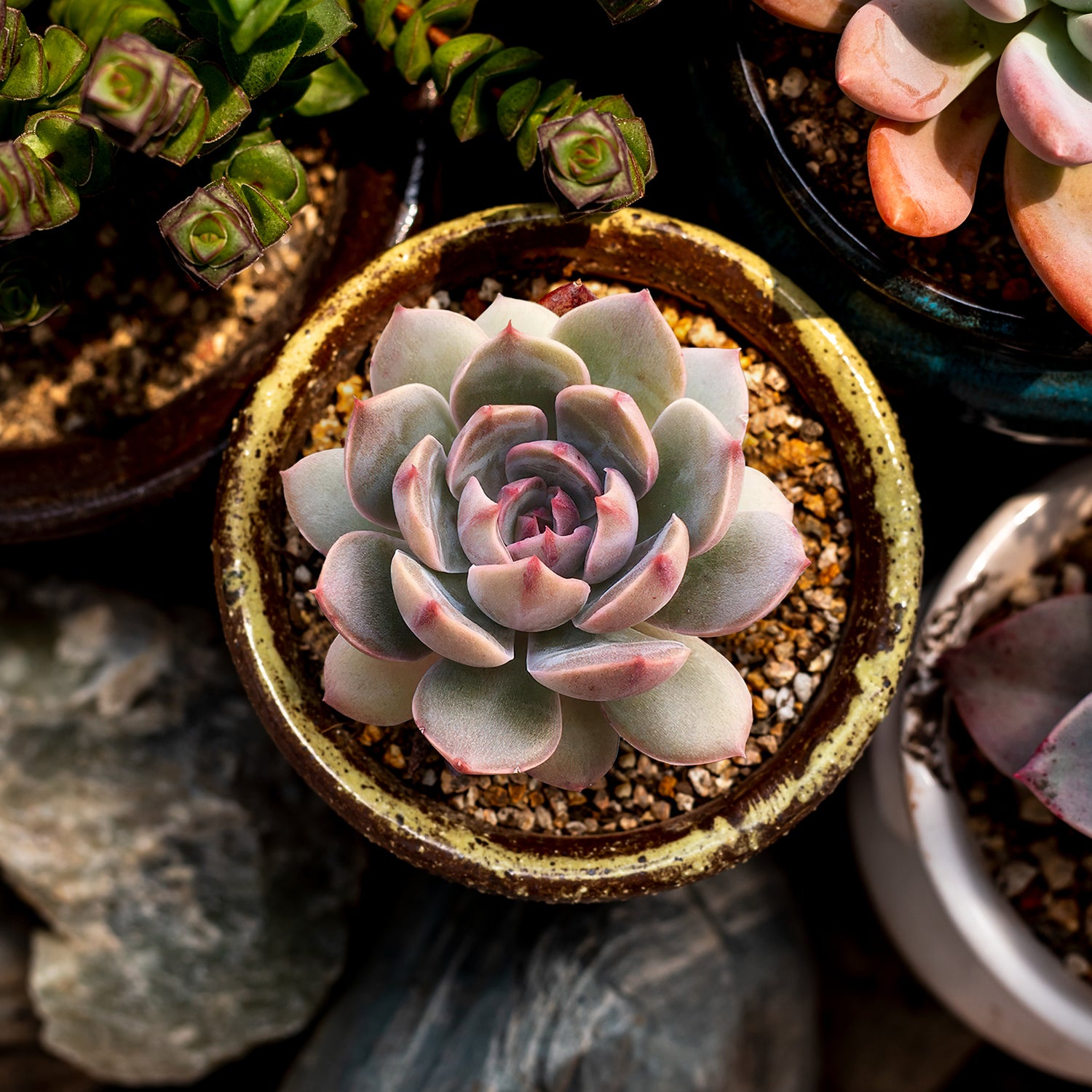 echeveria agavoides succulent Echeveria Agavoides 'Santa Lewis' 20 Plants