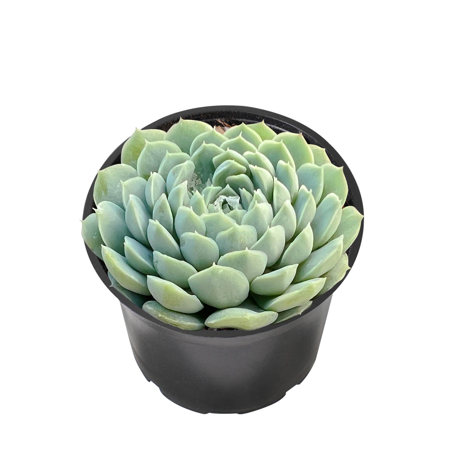 succulent with fat round leaves Echeveria 'Ball of Fat'