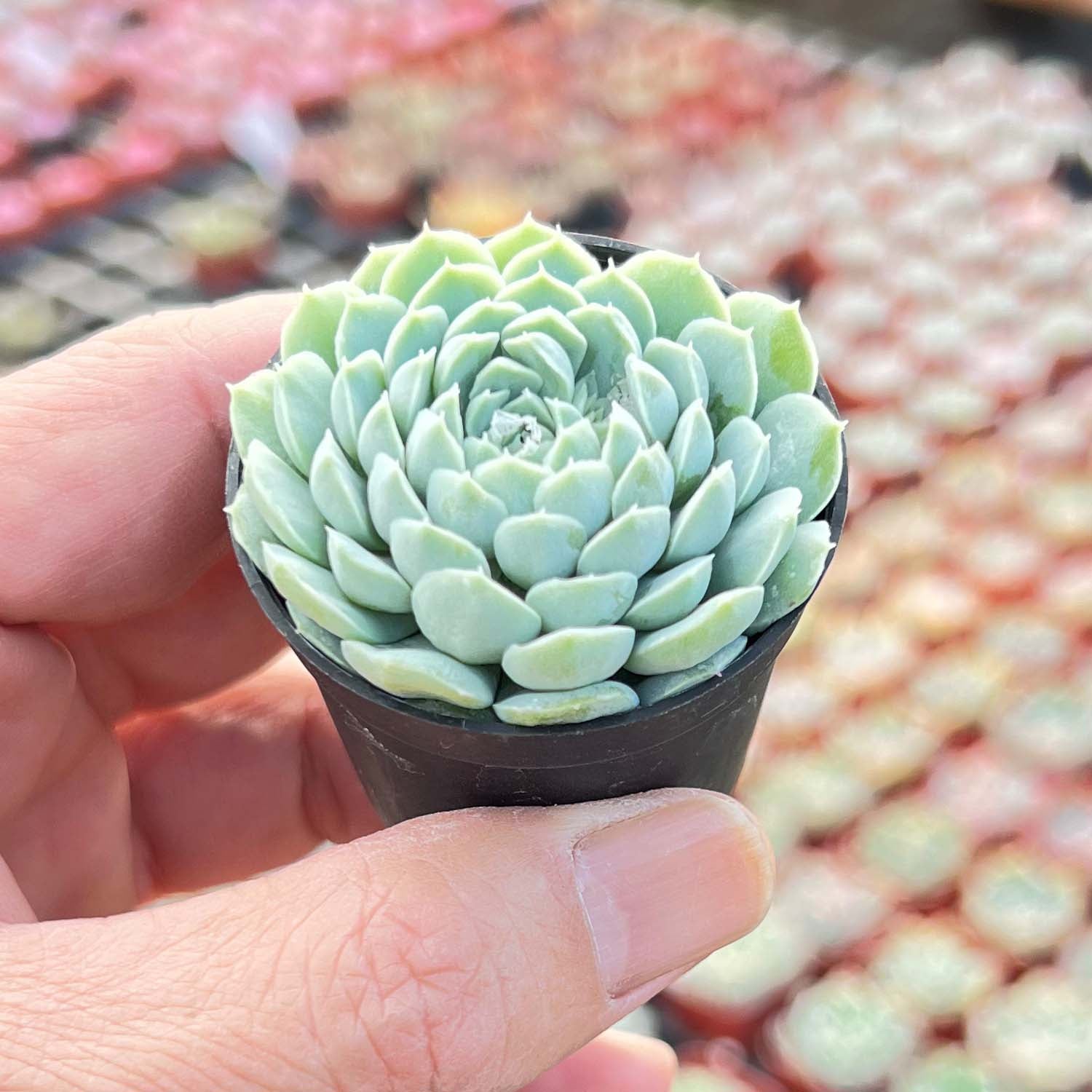 round flat succulent Echeveria 'Ball of Fat'