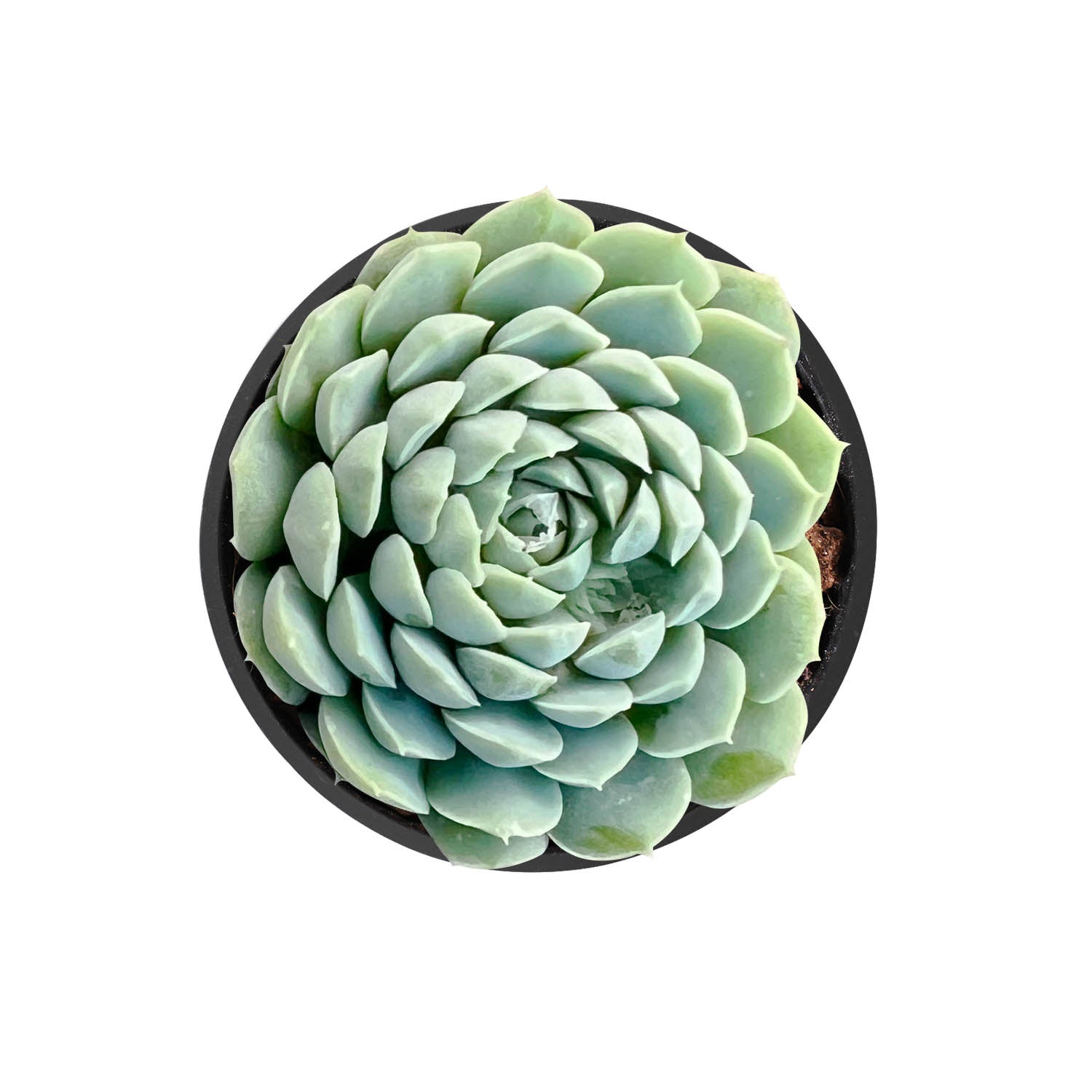 round flat succulent Echeveria 'Ball of Fat'