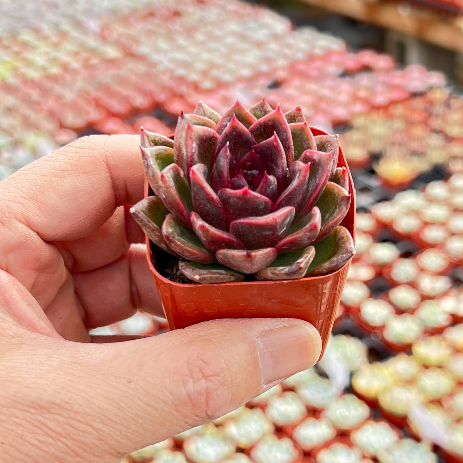 echeveria black rose succulent Echeveria 'Black Crystal'/ Echeveria 'Amethyst'