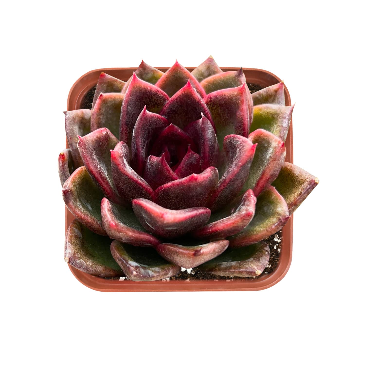 amethyst succulent Echeveria 'Black Crystal'/ Echeveria 'Amethyst'