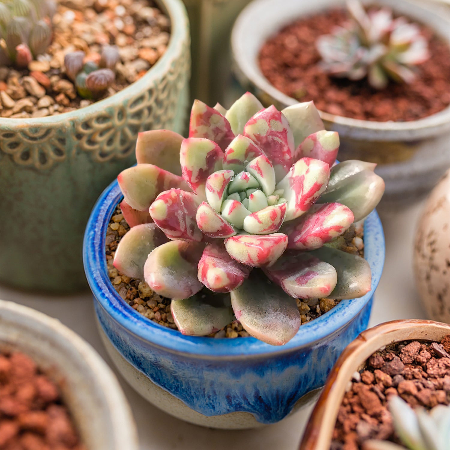 blood succulent target Echeveria Blood Warbler/ Echeveria Alba Aloha – Thenextgardener