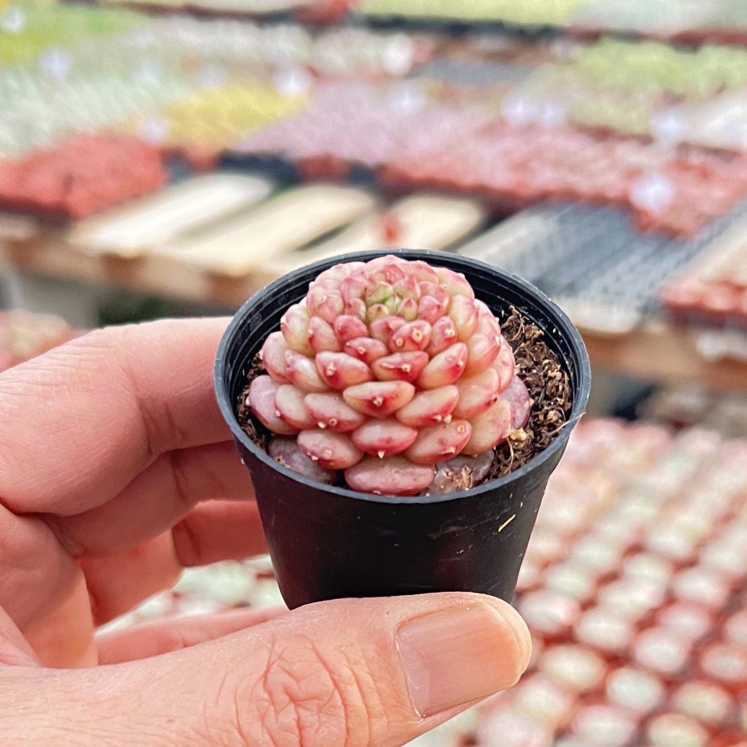 peacock succulent Echeveria 'Blue Peacock' (Rare)