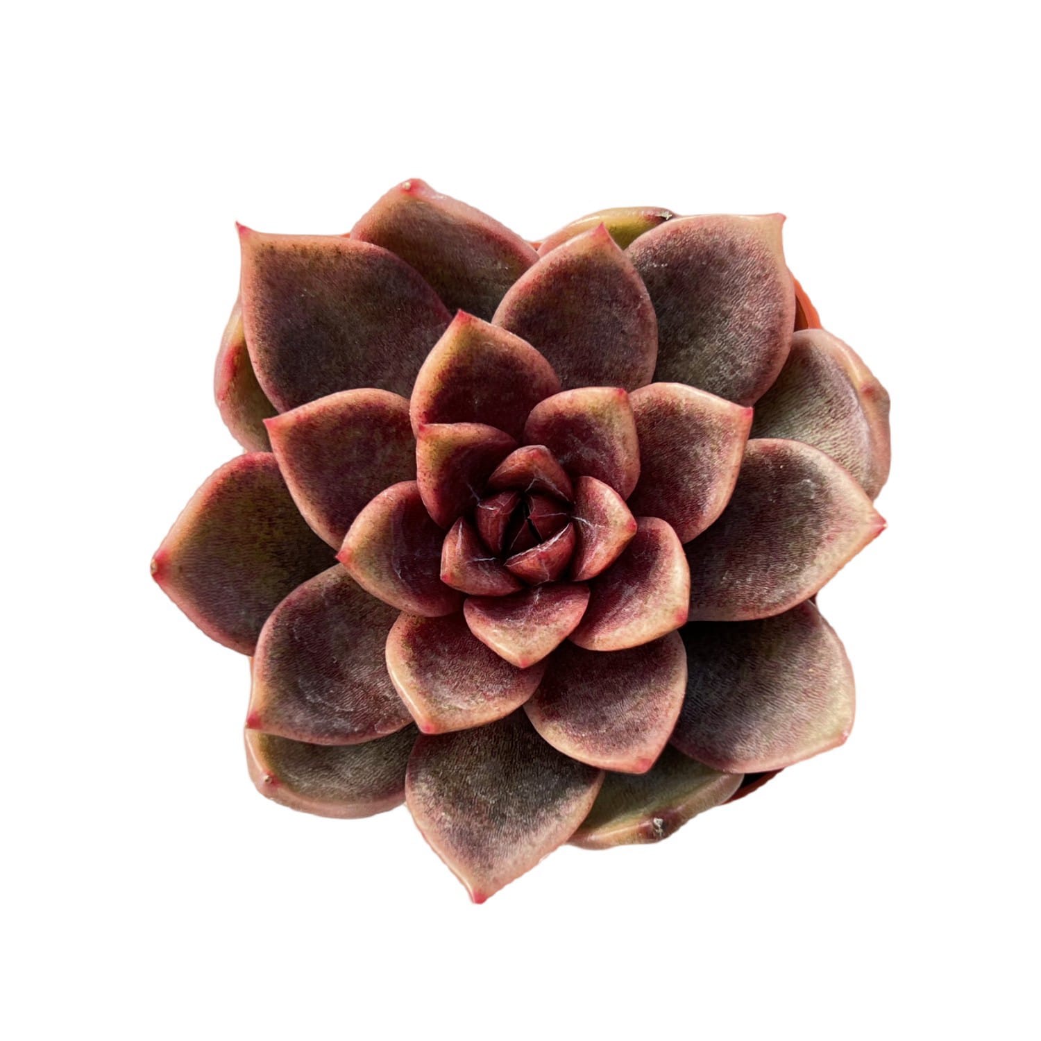 succulent: chocolate flava ii Echeveria 'Chocolate Mousse' (Rare) 10 Plants