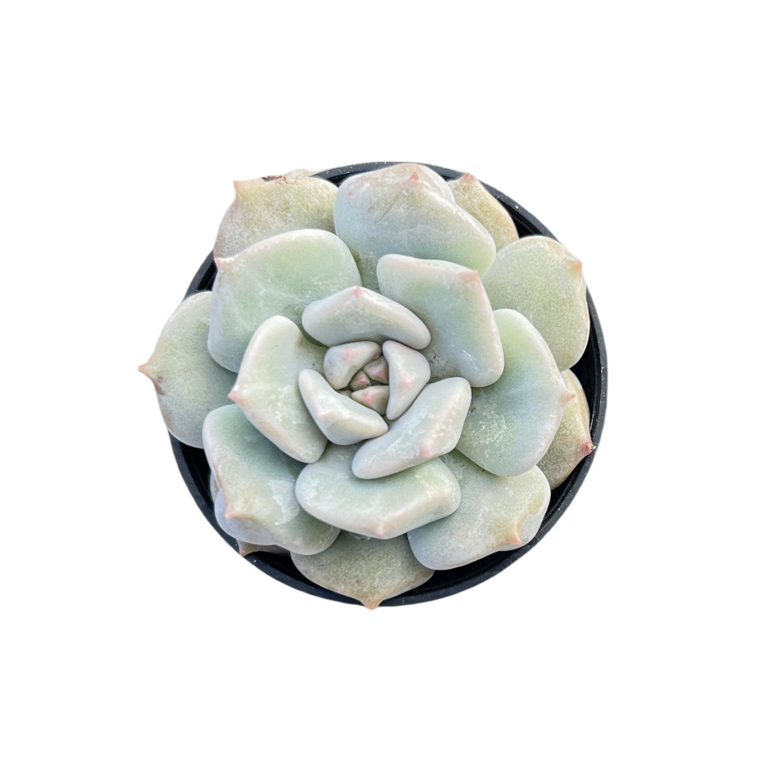 cream puff succulent is wrinkly Echeveria Choux Cream / Echeveria 'Cream Puff'