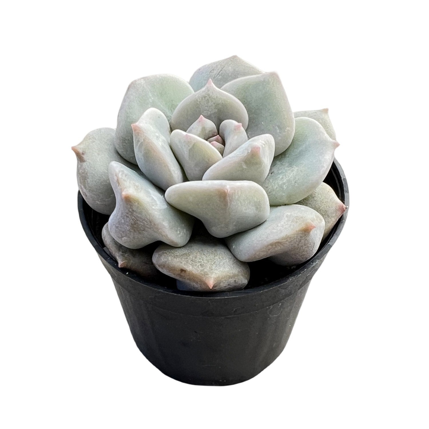 cream puff succulent Echeveria Choux Cream / Echeveria 'Cream Puff'