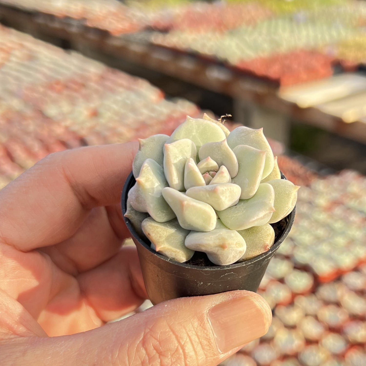 cream puff succulent sunburn leaves Echeveria Choux Cream / Echeveria 'Cream Puff'