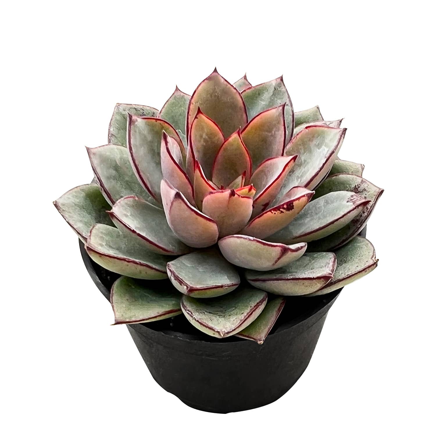 cinderella succulent Echeveria Cinderella