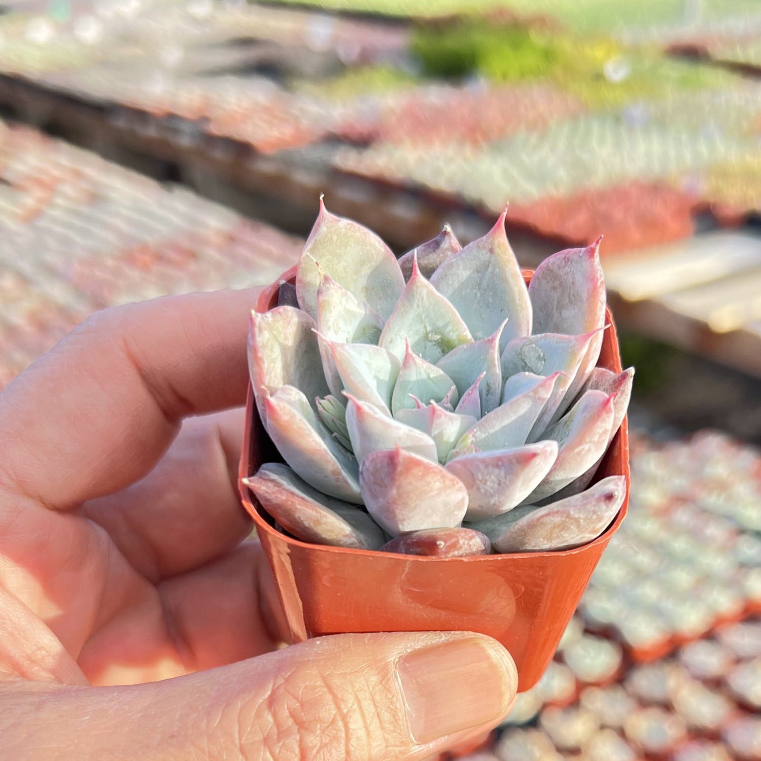 echeveria colorata succulent Echeveria Colorata x Laui