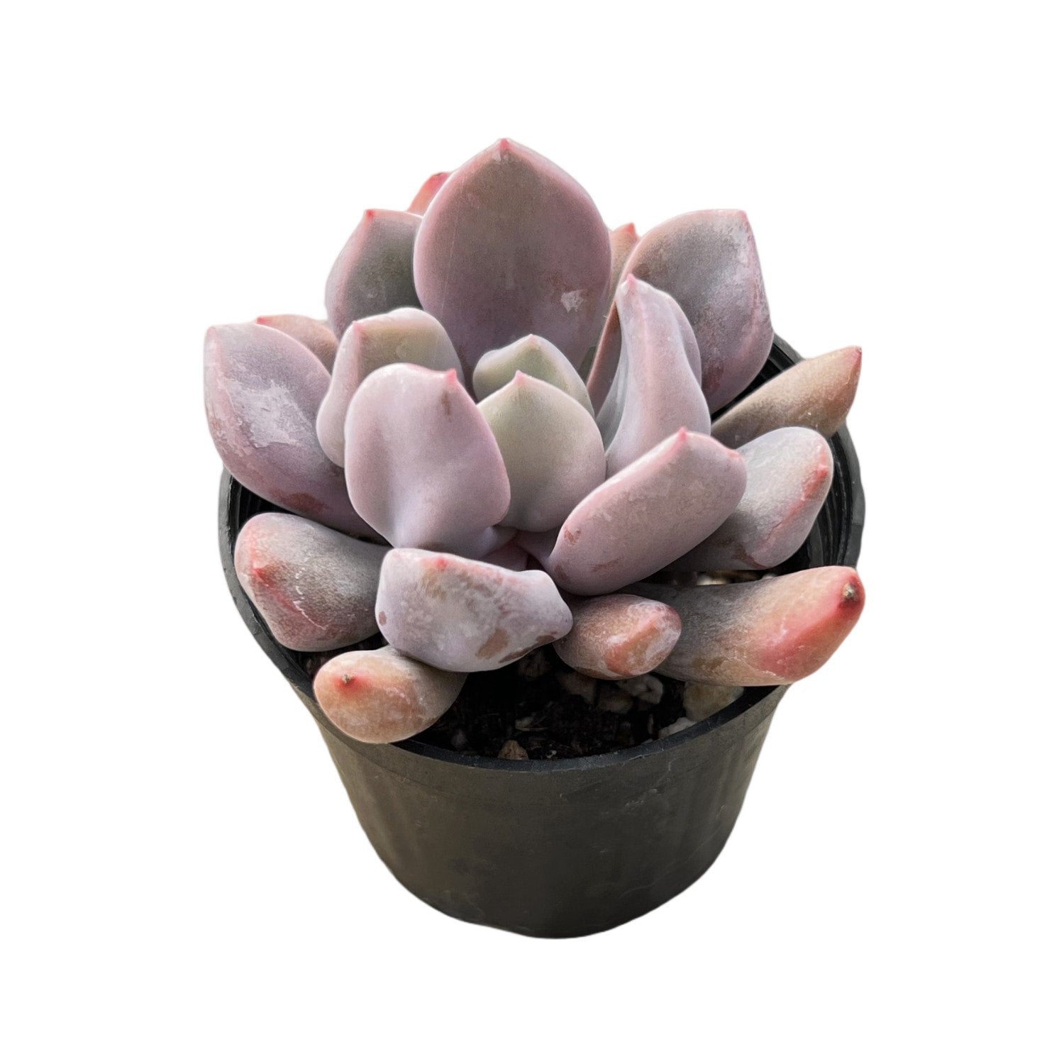 topsy debbie succulent Echeveria 'Cupid' / Graptoveria 'Topsy Debbi'