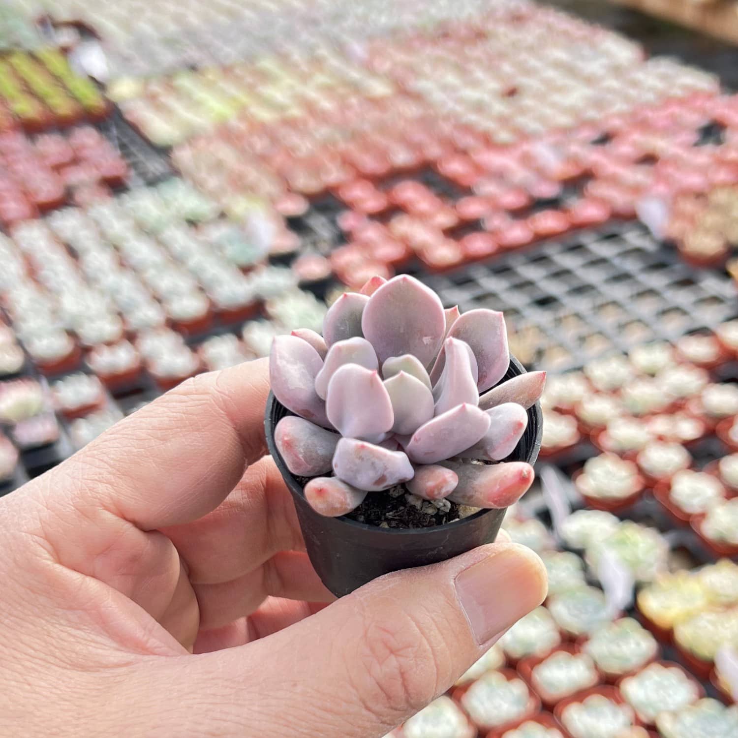 debbie succulent Echeveria 'Cupid' / Graptoveria 'Topsy Debbi'