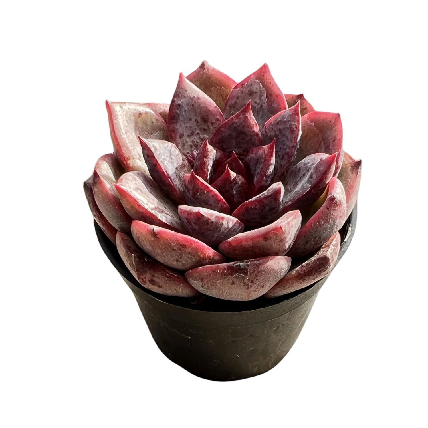 dark unison succulent Echeveria 'Dark Queen'
