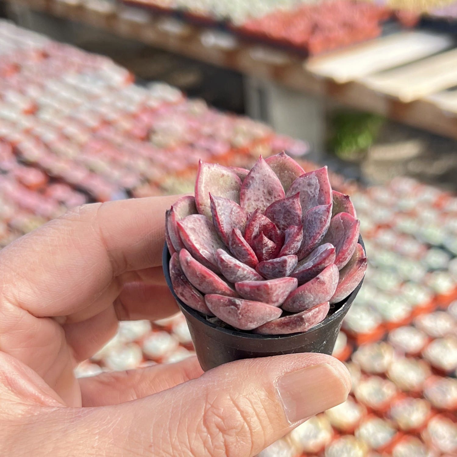 dark unison succulent Echeveria 'Dark Queen'
