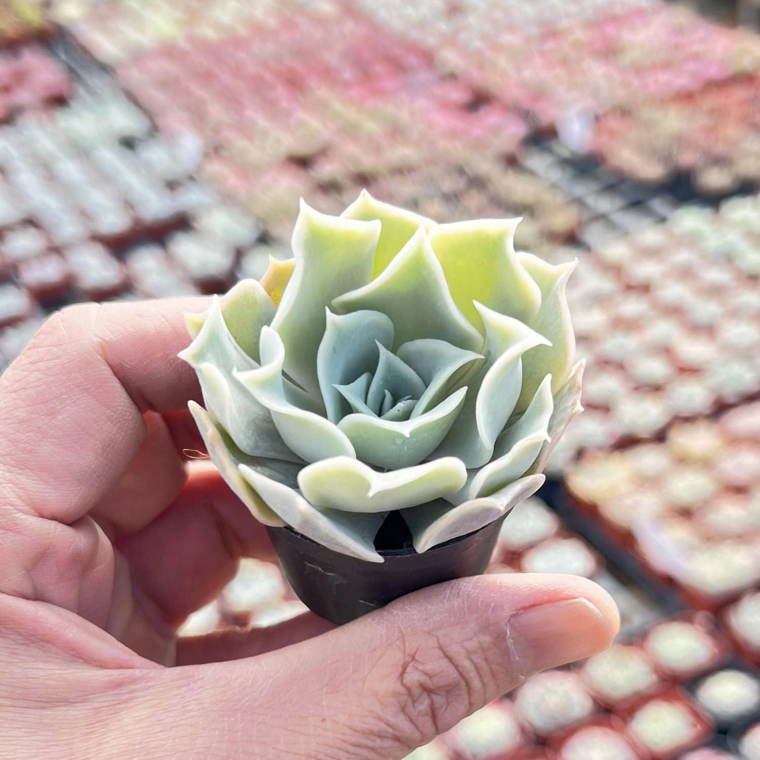 desert dreamer succulent Echeveria Desert Camels Rare Succulent