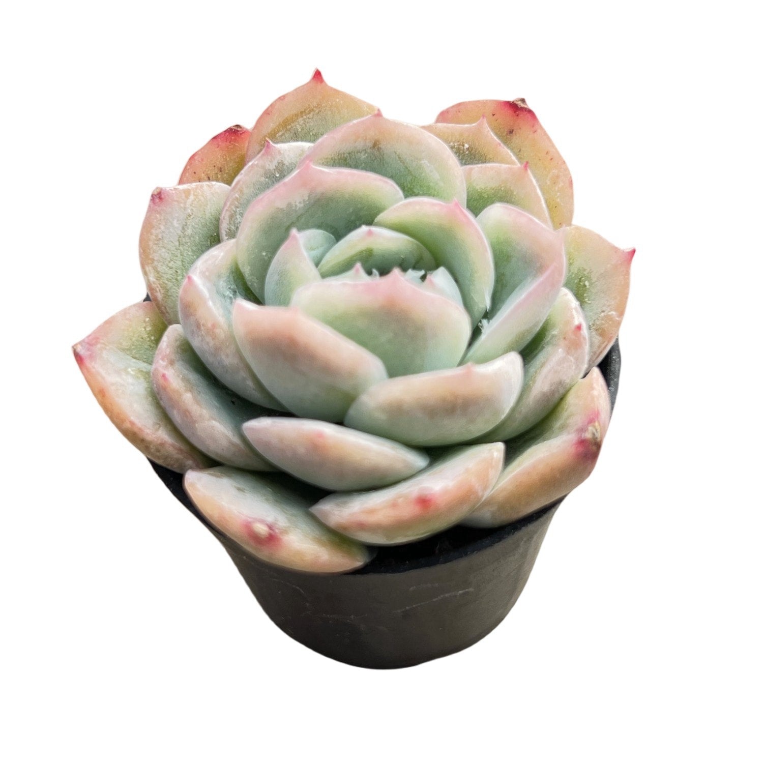 sweet succulent cherry Echeveria 'Falling Cherry Blossoms'