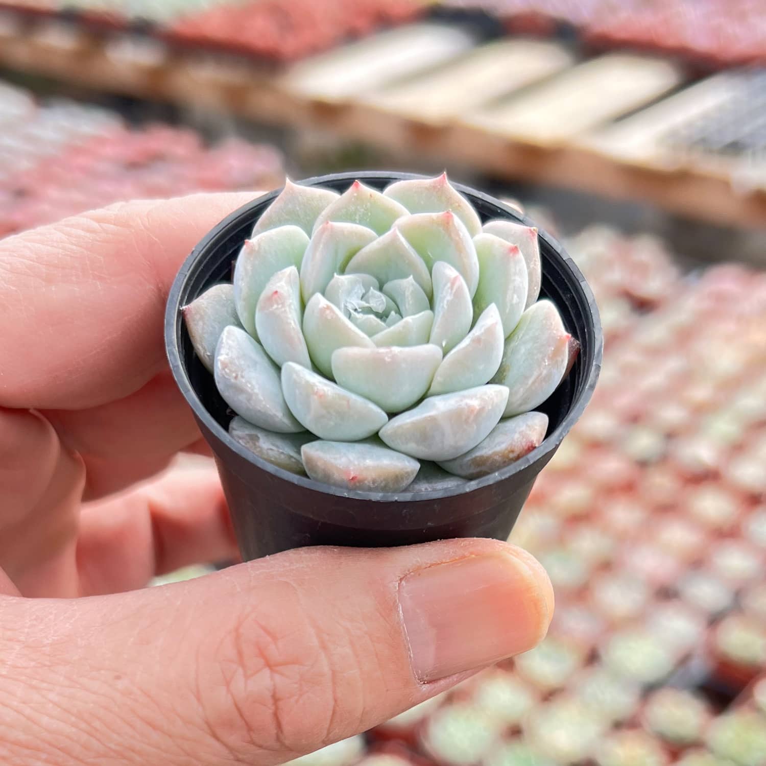 succulent in a bottle Echeveria 'Glass Bottle'