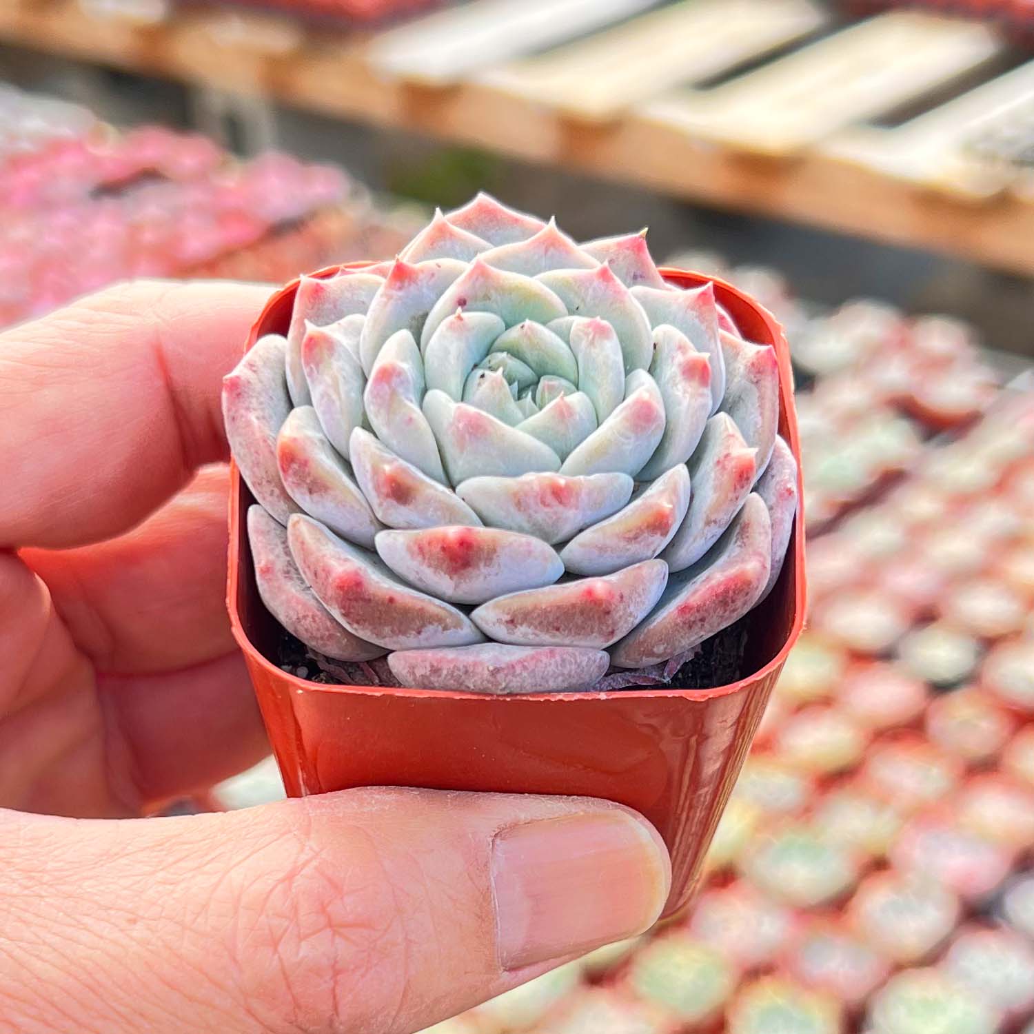 h&y succulent garden inc Echeveria Hyaliana x Tolimanensis