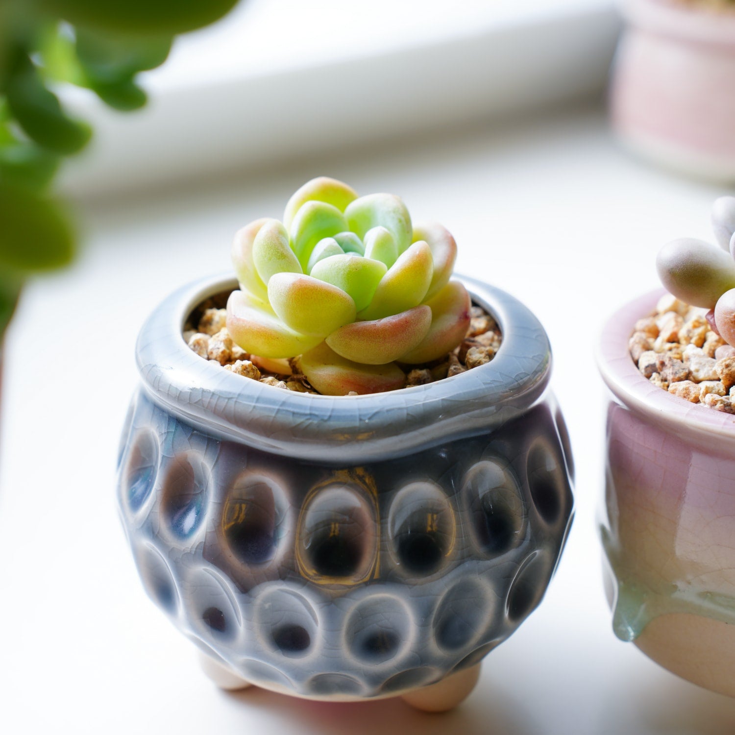 ice lettuce succulent Echeveria 'Ice Green' (Rare)