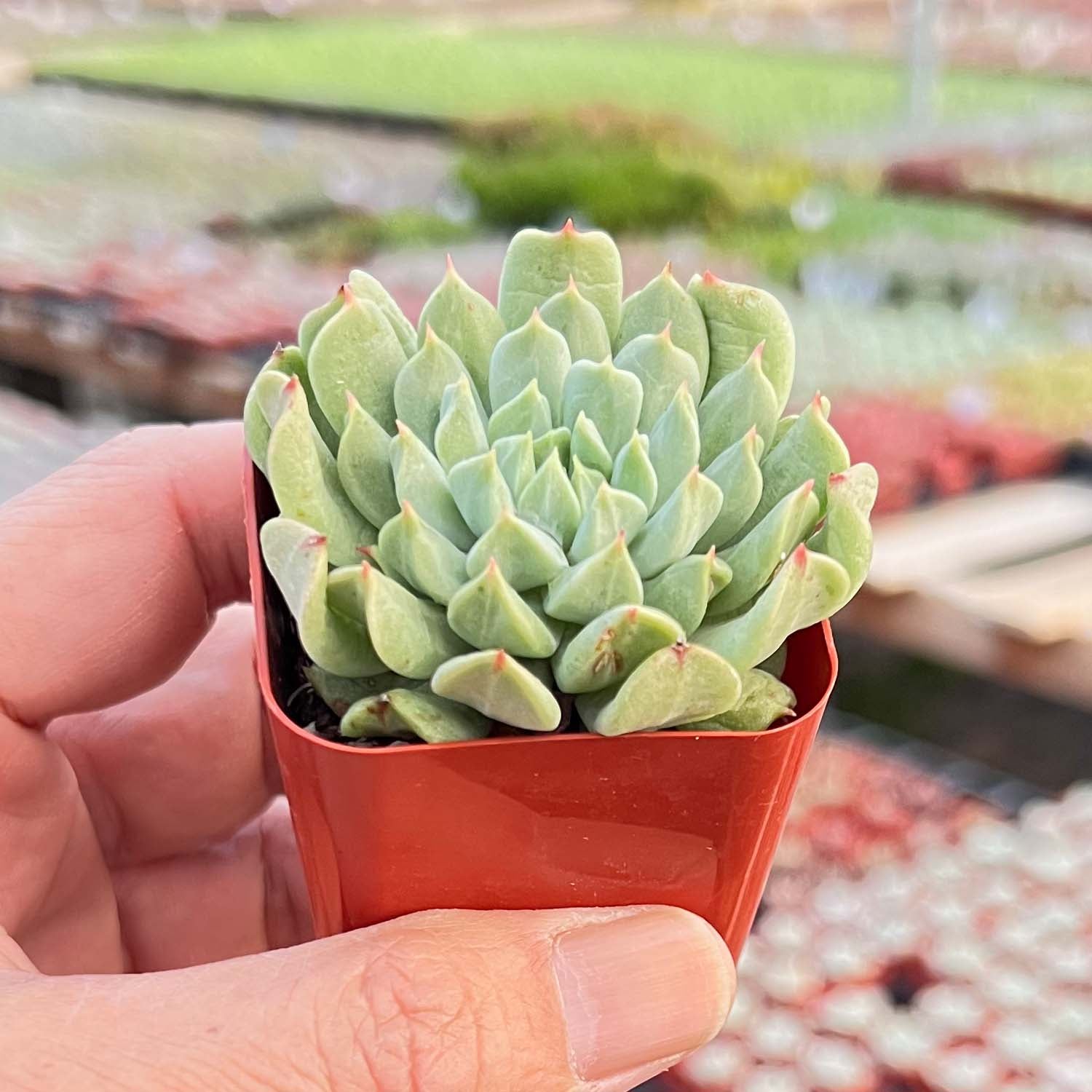 irish succulent Echeveria 'Irish Mint'