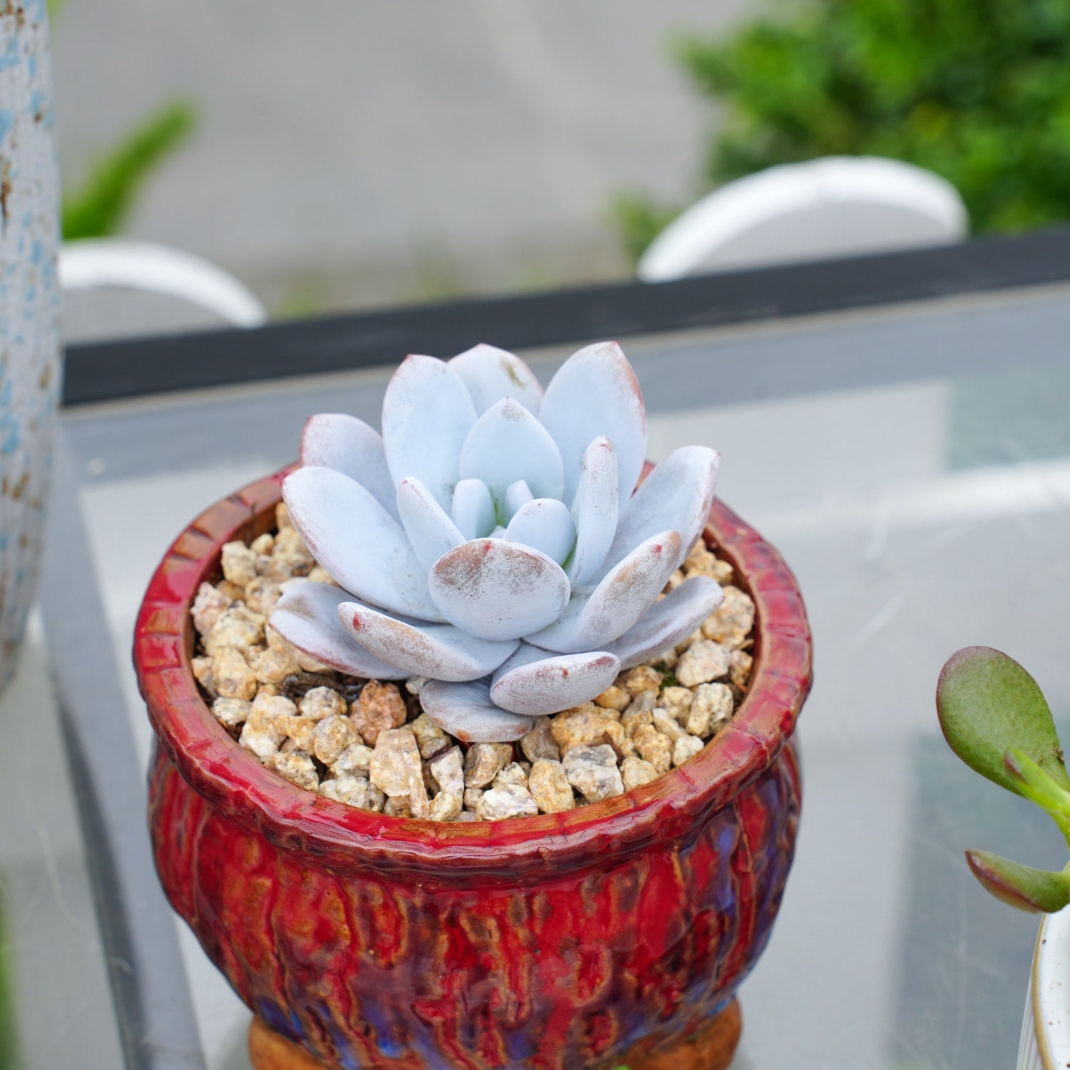 echeveria laui succulent Echeveria Laui (rare)