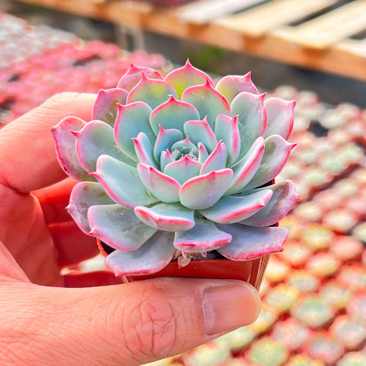 succulent with pink edges Echeveria Laurensis
