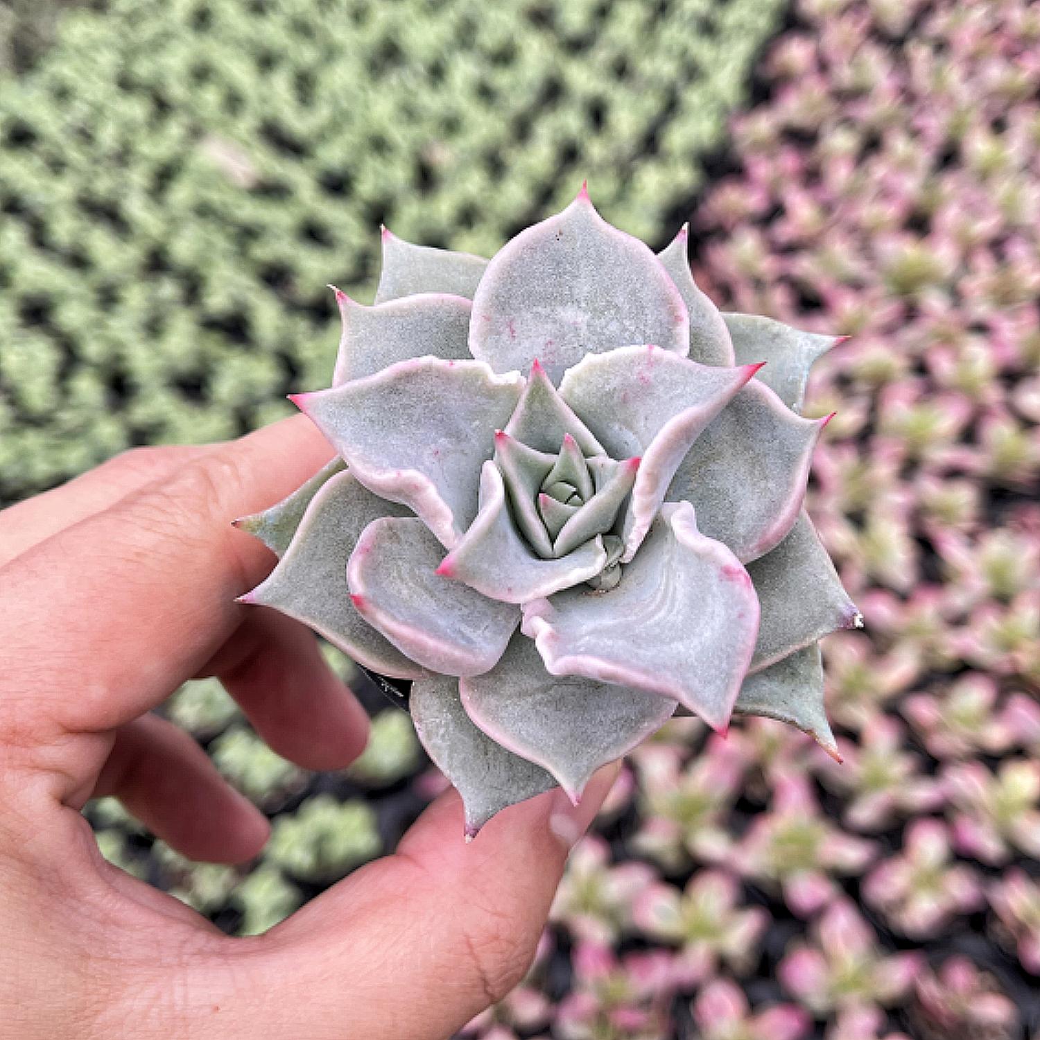 madiba succulent Echeveria Madiba