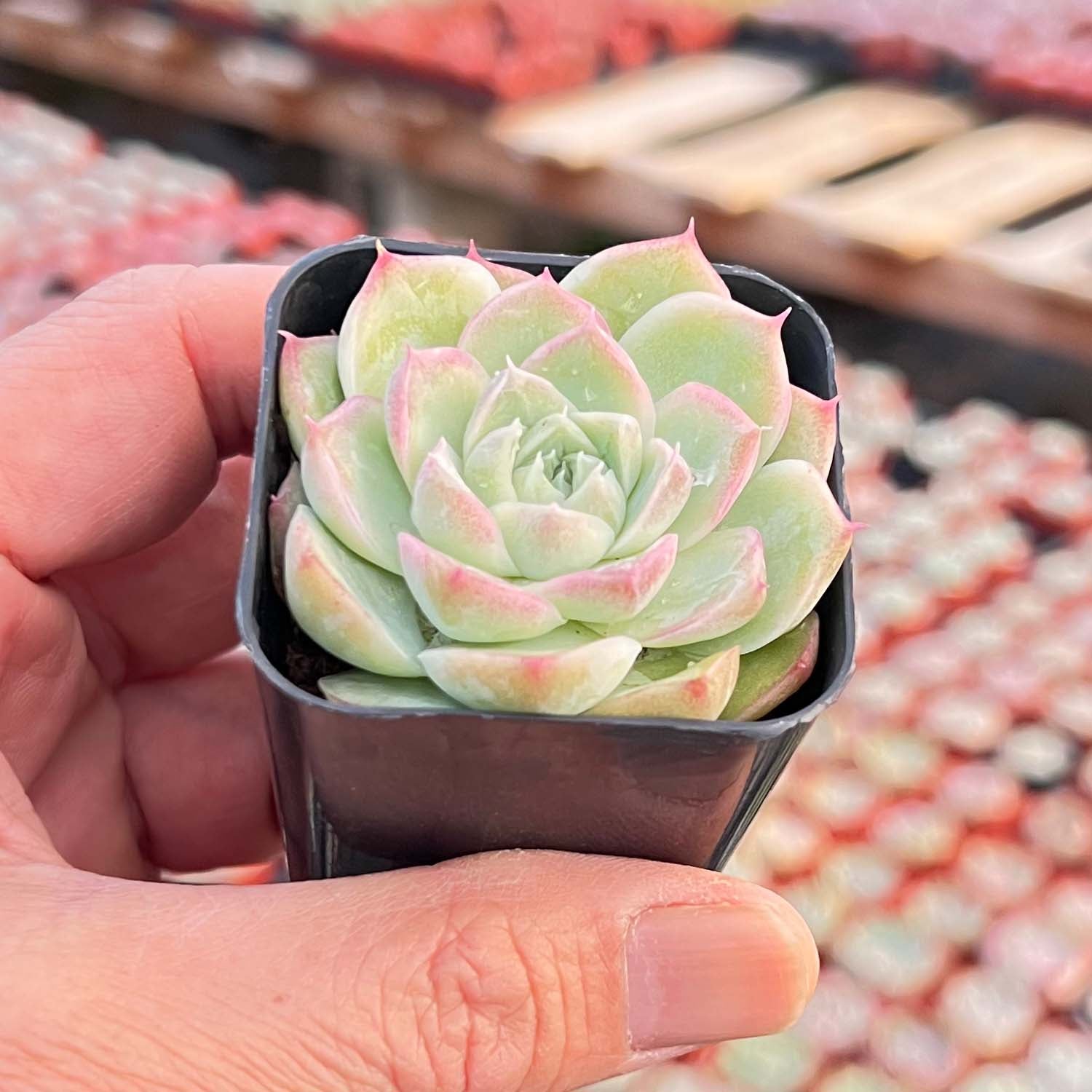 pandora succulent Echeveria Malgan 'Pandora'