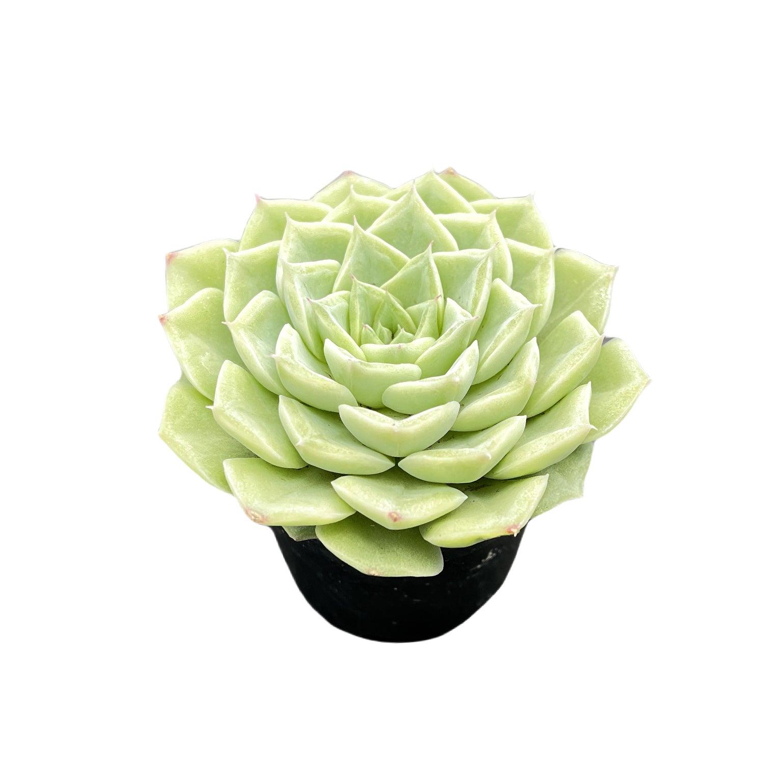 swan succulent Echeveria 'Malgan' White Swan