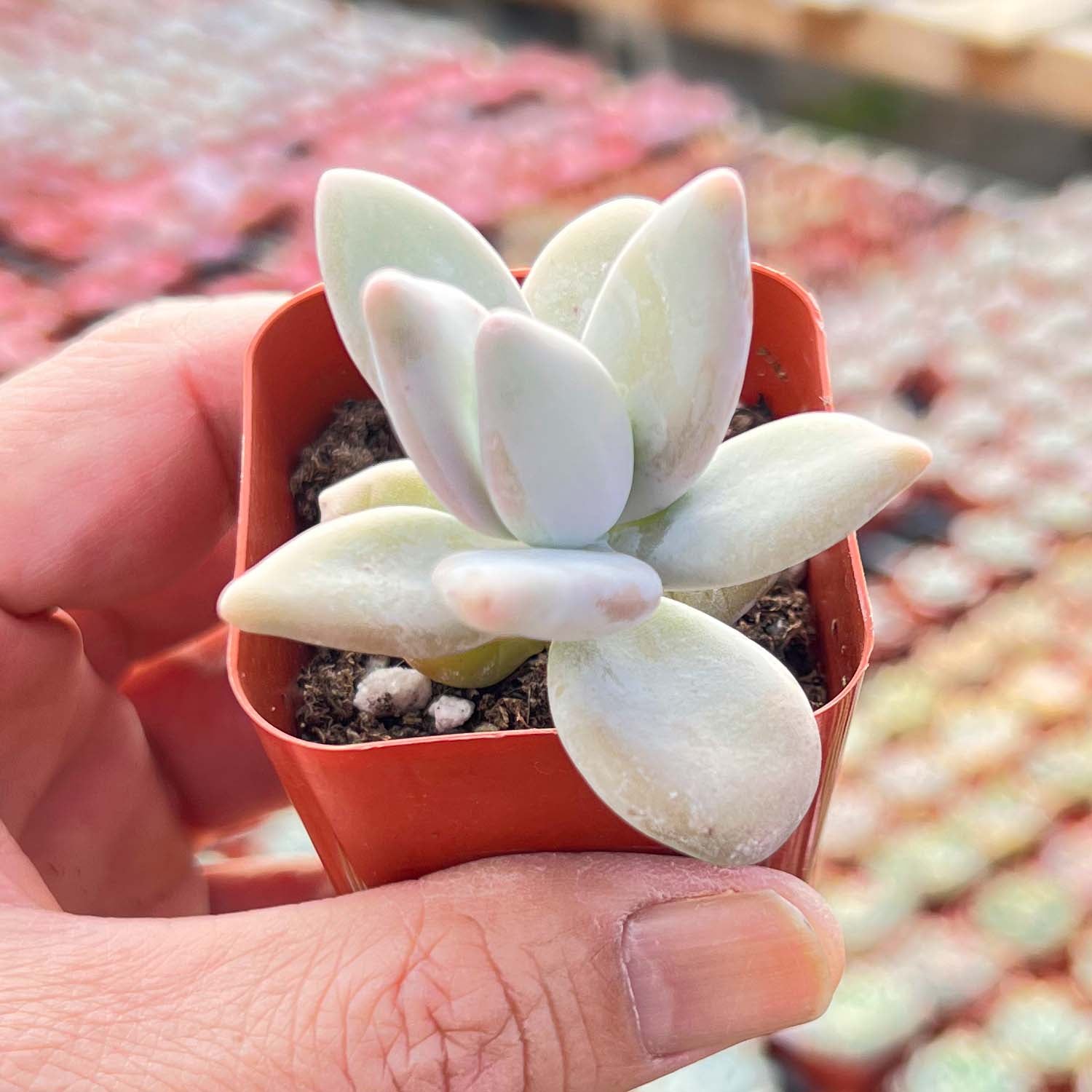 succulent mango Pachyphytum Mango Beauty
