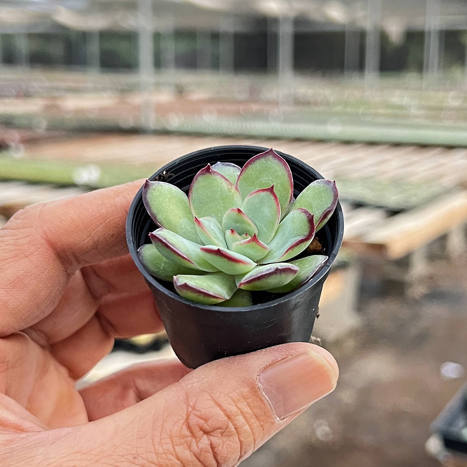 succulents from mexico Echeveria Mexican Pulidonis