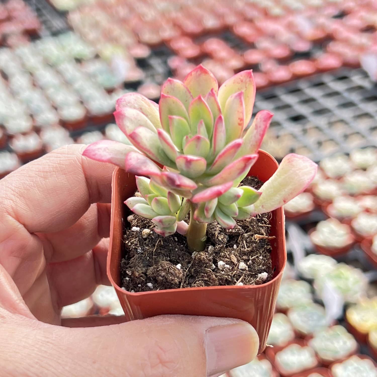 variegata succulent Echeveria ‘Minibelle’ Variegated 5 Plants