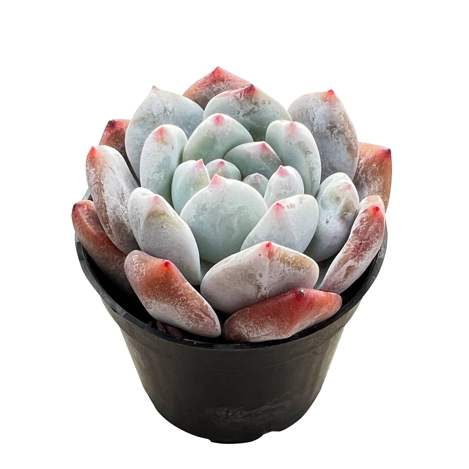 orange monroe succulent Echeveria Monroe