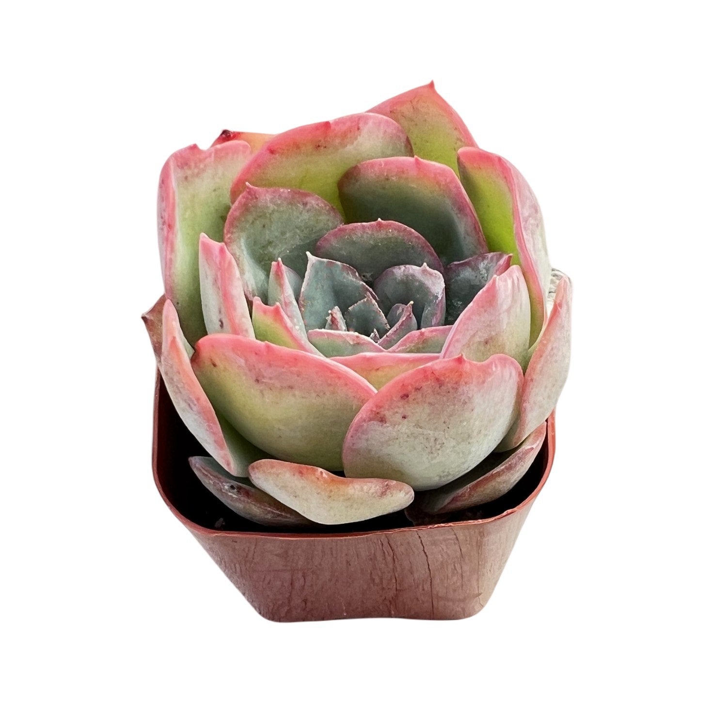 morning dew succulent Echeveria Morning Dew