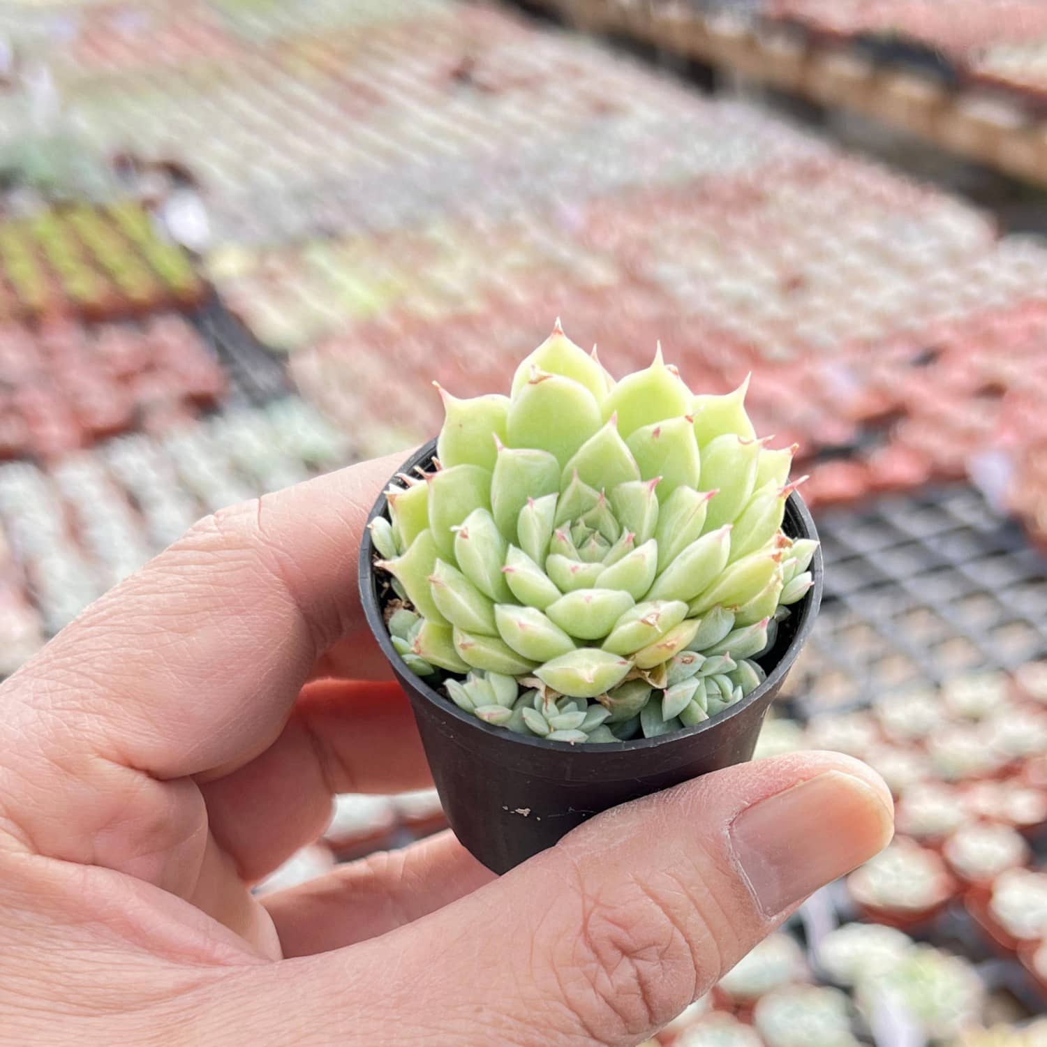 succulent peach Echeveria 'Peach Queen' Raindrop