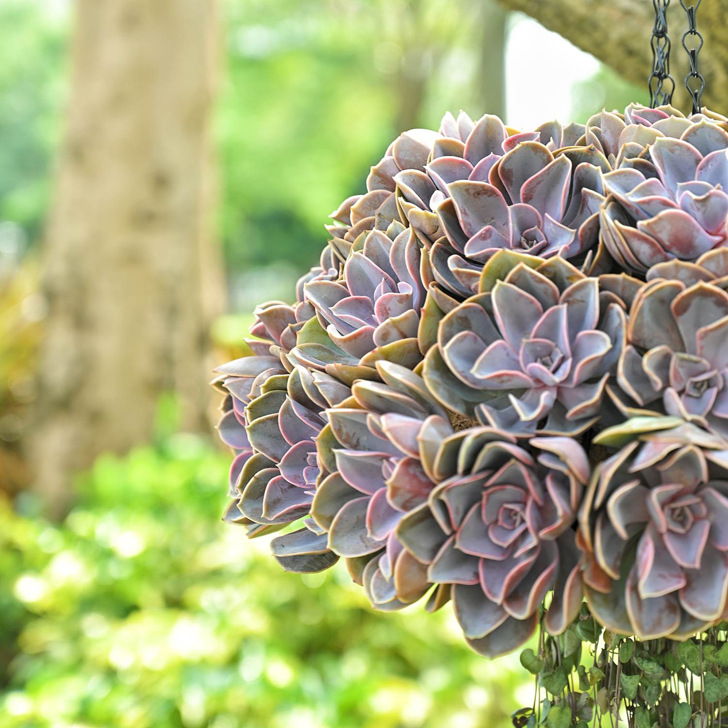 succulent echeveria perle von nurnberg Echeveria 'Perle von Nürnberg' (4 inch)