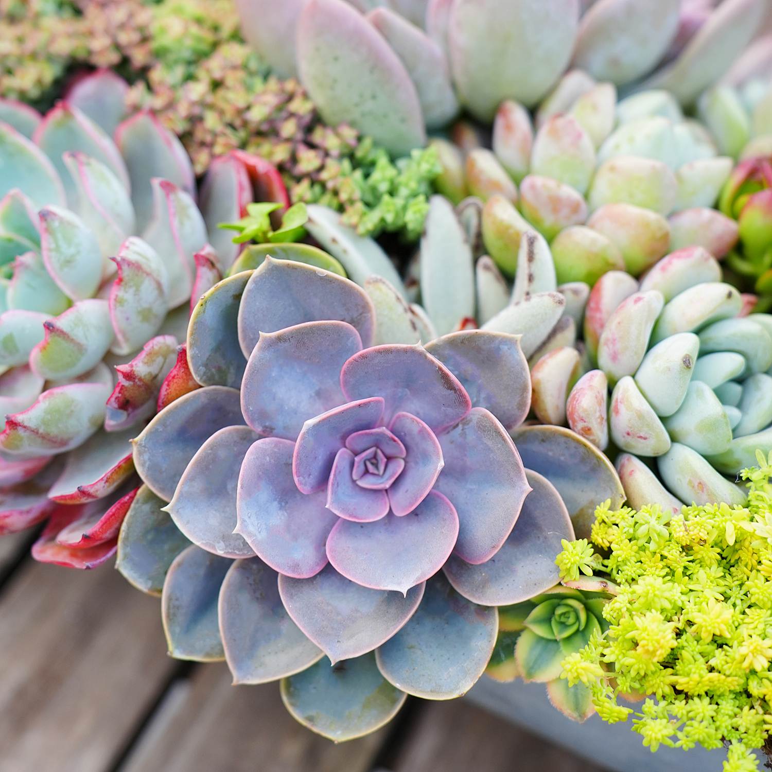 vons succulents Echeveria 'Perle von Nürnberg'