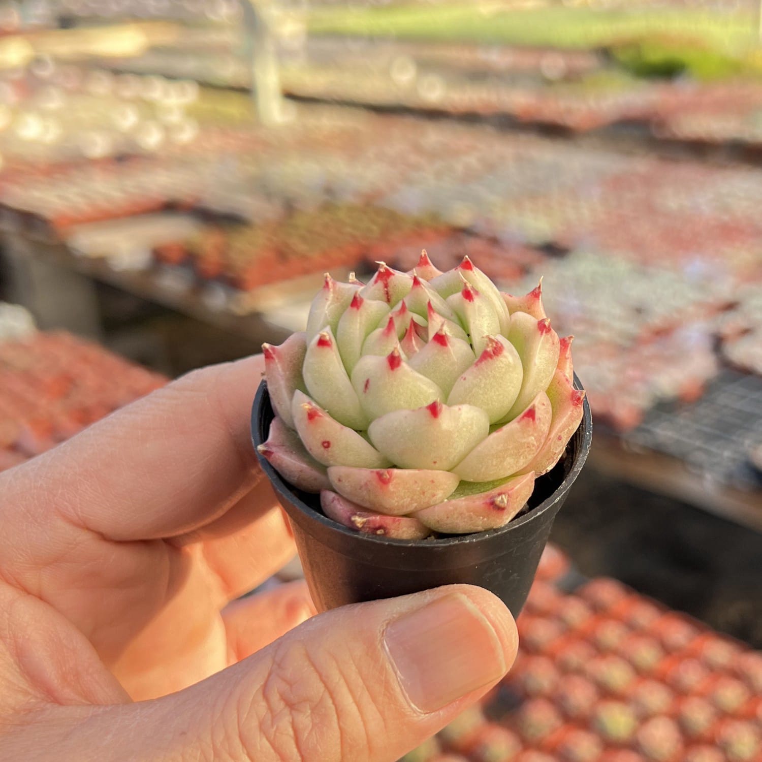 succulents for sale phoenix Echeveria Phoenix Fire