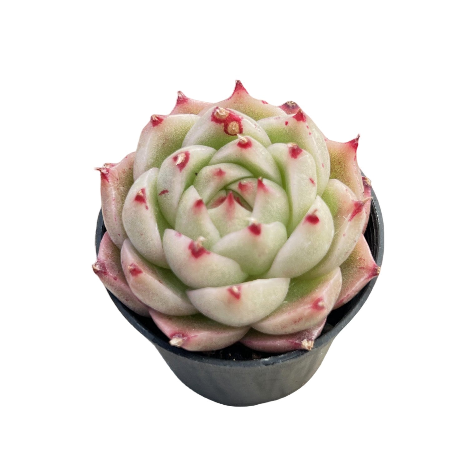 succulents phoenix Echeveria Phoenix Fire