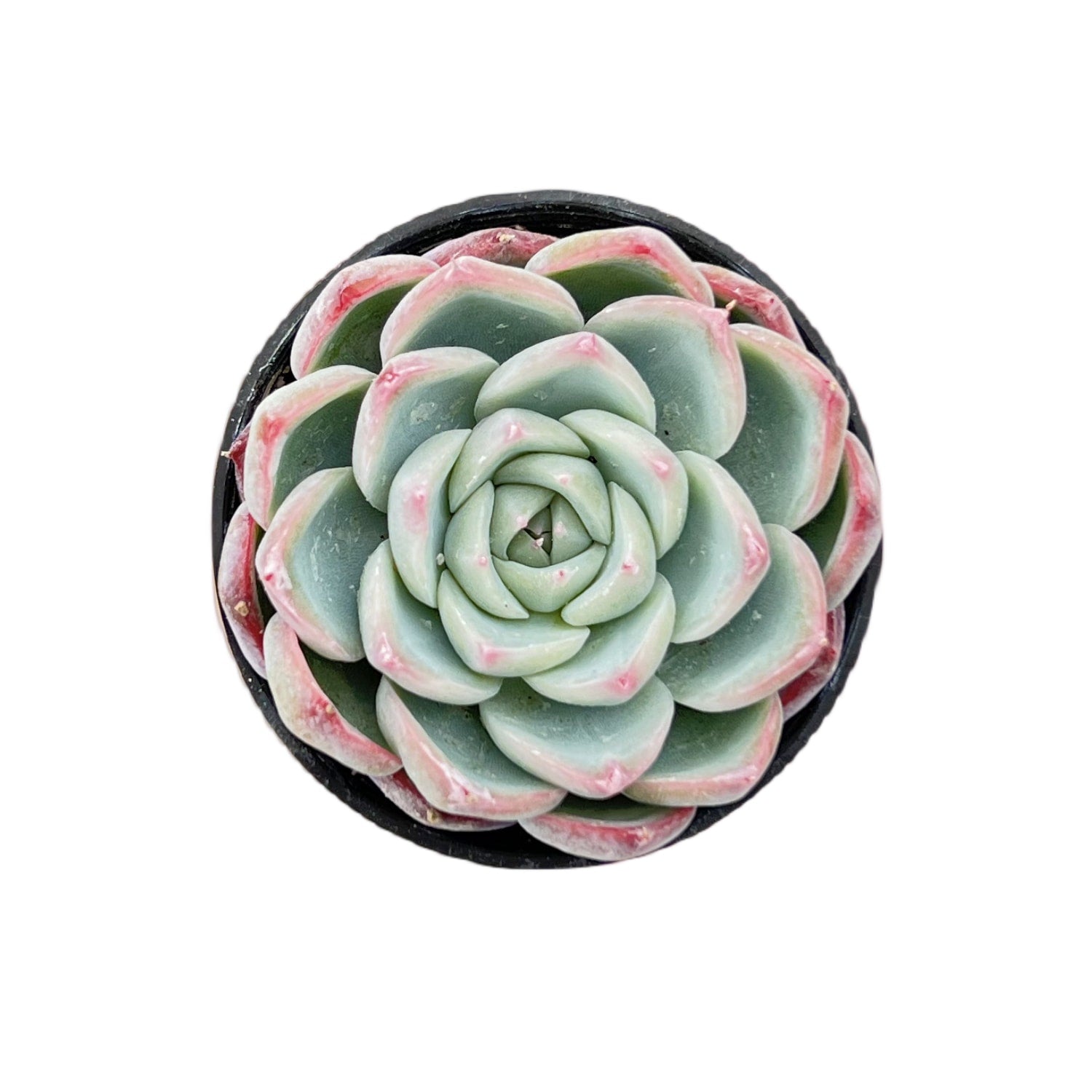 echeveria pink leaves succulent Echeveria 'Pink Crystal'