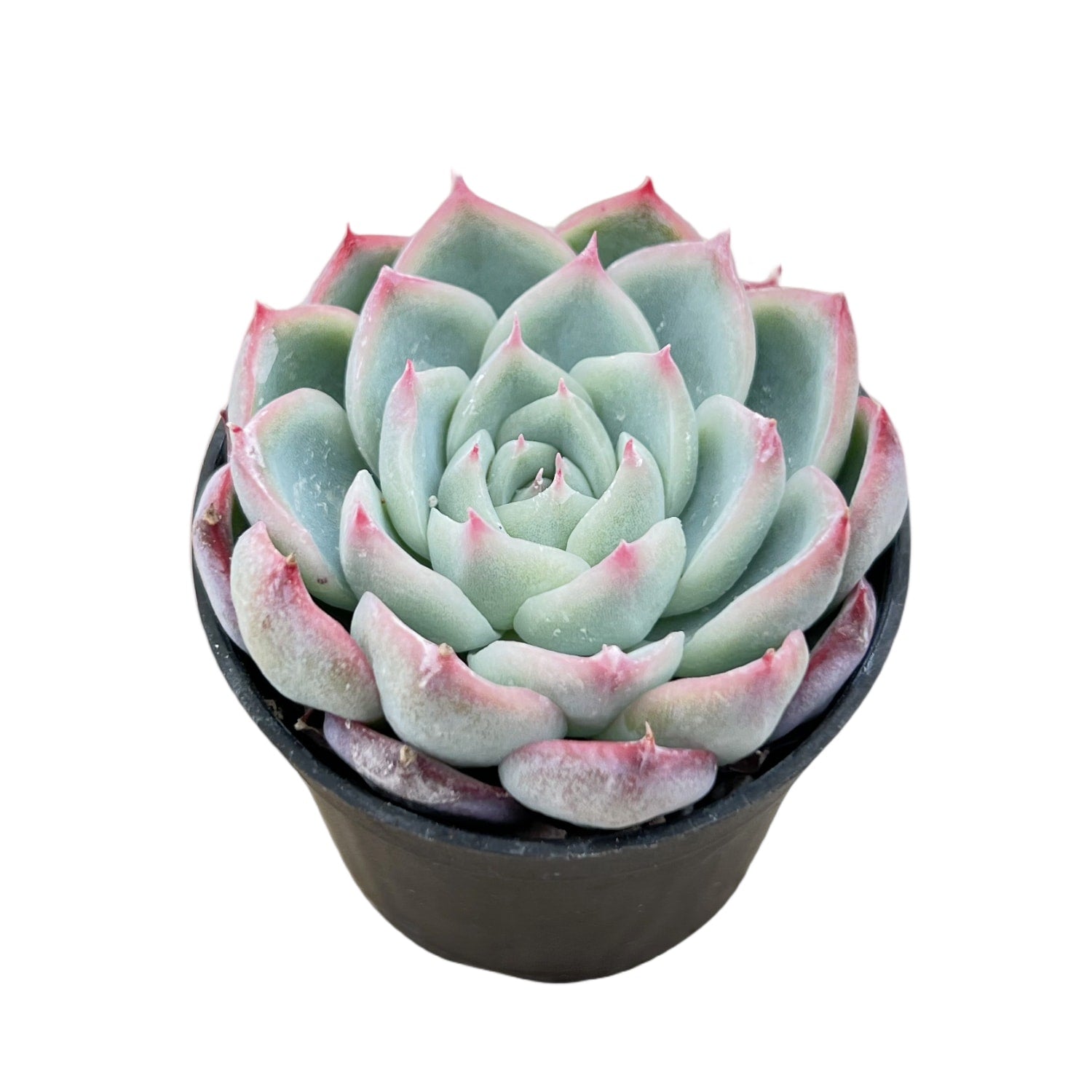 succulent crystals Echeveria 'Pink Crystal'