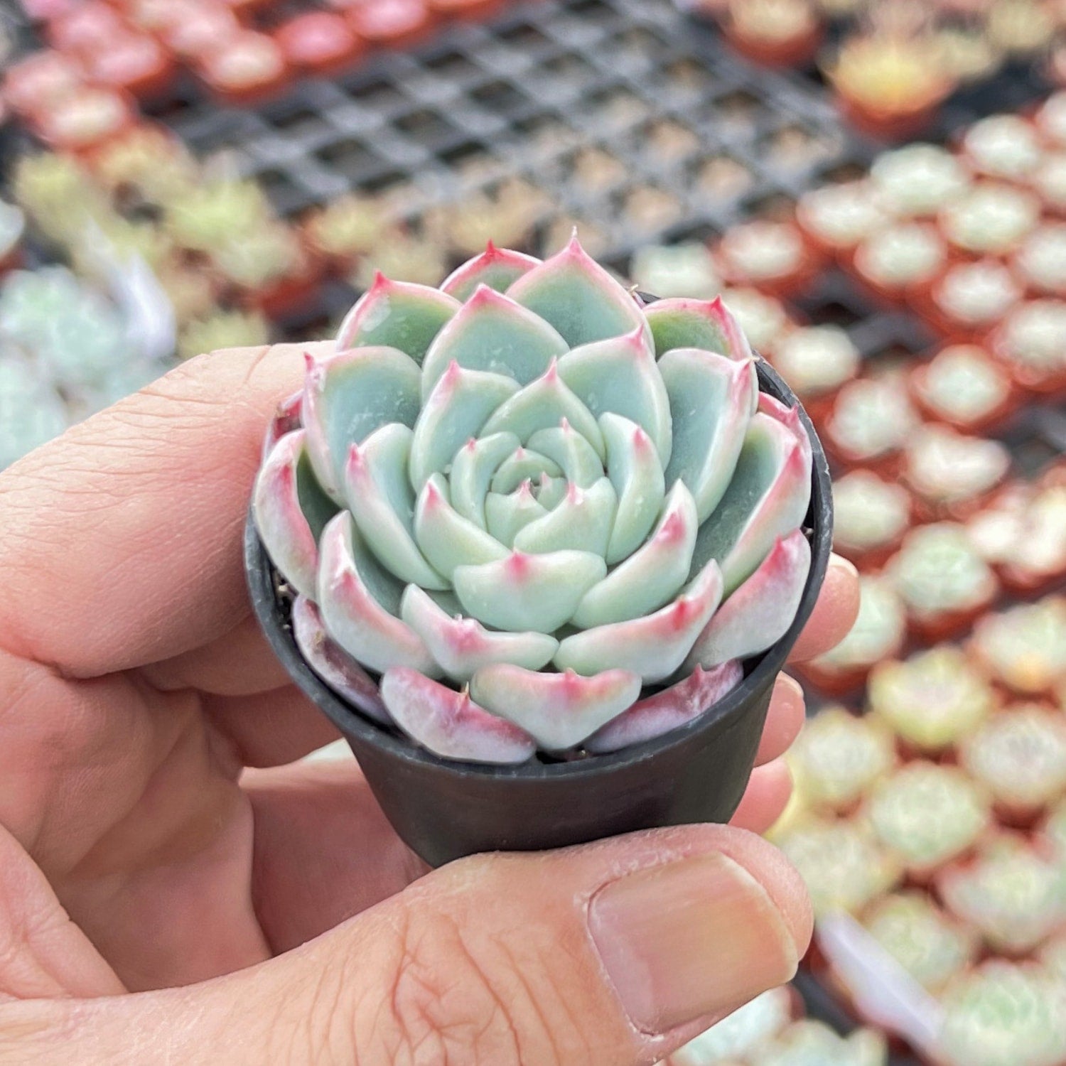 echeveria pink leaves succulent Echeveria 'Pink Crystal'