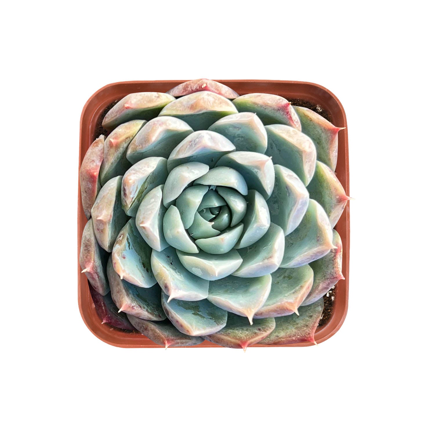 diamond succulent plants Echeveria Pink Dimond Heart