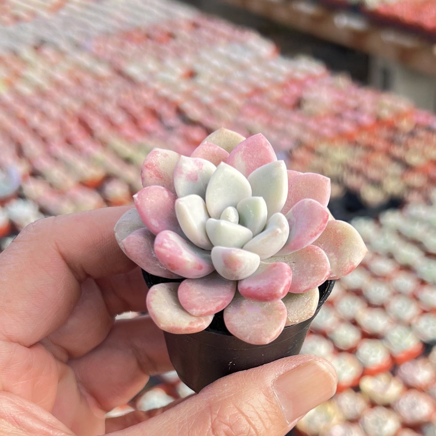 echeveria pink succulents Echeveria Pink Spots