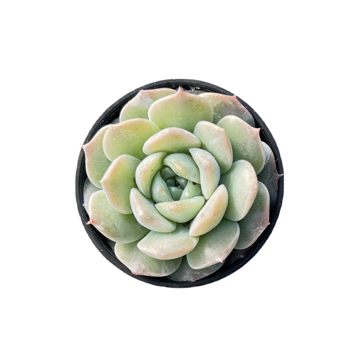succulent wild love Echeveria 'Pure Love'
