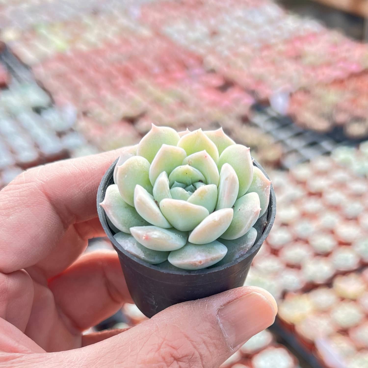 succulent wild love Echeveria 'Pure Love'