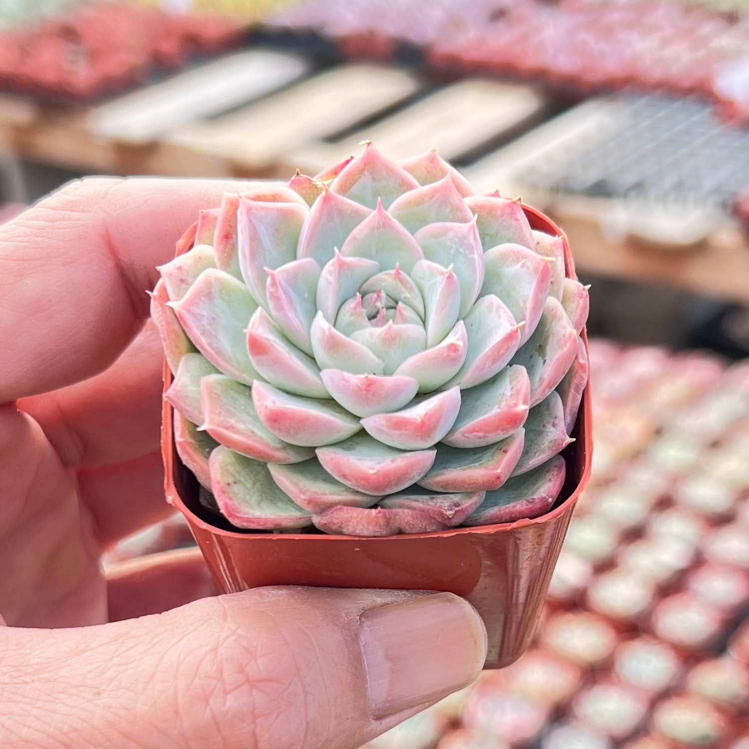 red lion succulent Echeveria 'Red Line Queen'