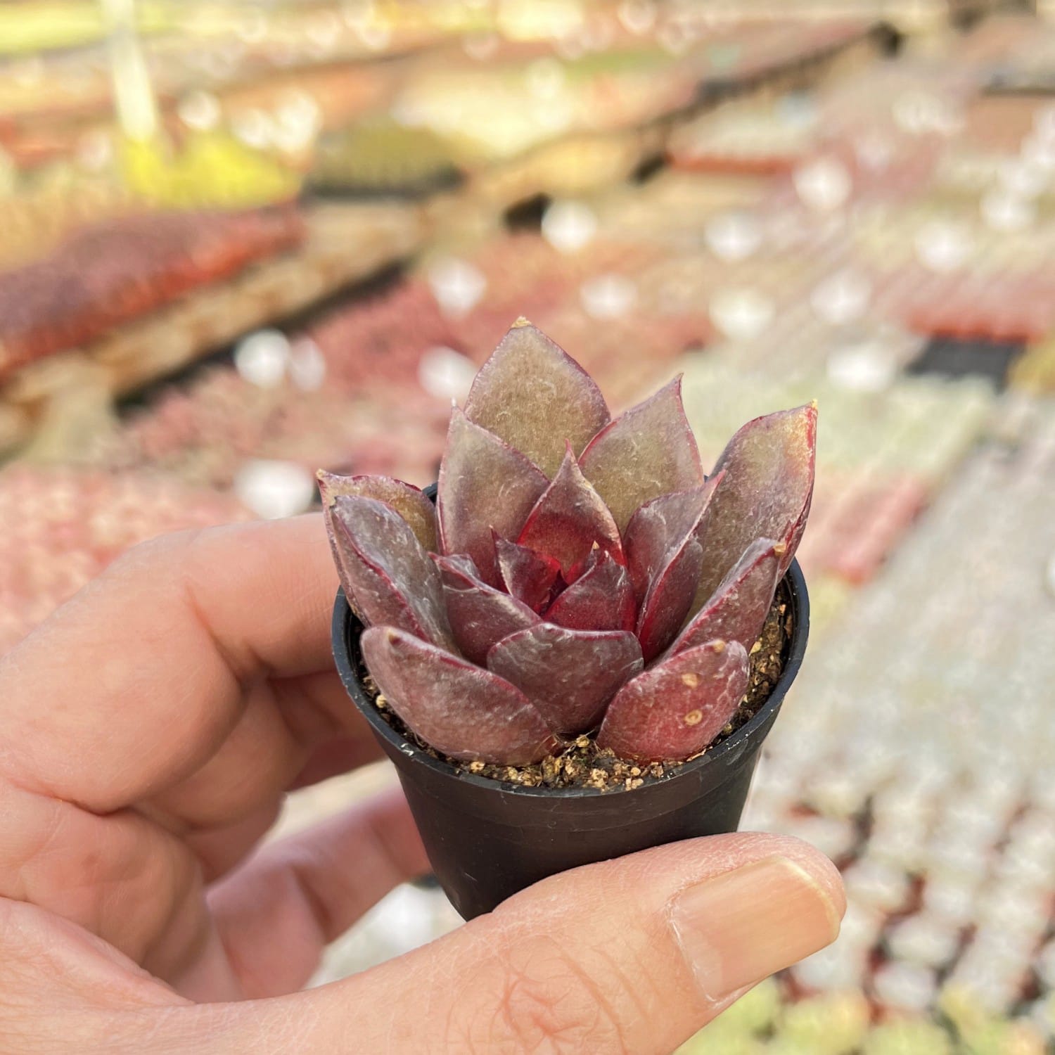 red rose succulent Echeveria 'Red Rose'